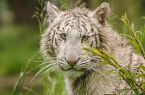 VIER PFOTEN - Stiftung für Tierschutz: Une tigresse blanche confisquée en République tchèque est transférée en Allemagne