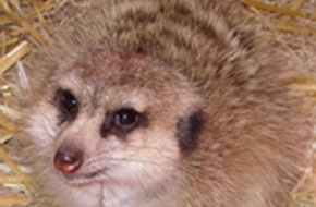 Knies Kinderzoo: Knies Kinderzoo: Rätselhafte Vorfälle in der neuen Erdmännchenanlage