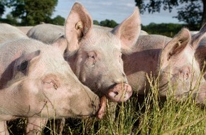 Vier Pfoten - Stiftung für Tierschutz: "Enttäuschender Rückgriff auf unzulängliche Konzepte": VIER PFOTEN kommentiert Ergebnis der Jamaika-Sondierer zum Tierschutz