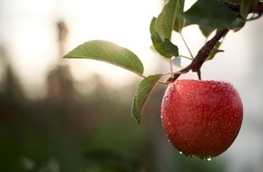 DOSK GmbH: Deutschland im Apfelrausch: Fräulein ist zurück! / Fräulein, ein Apfel wie es ihn noch nie gab und ein echtes Zufallsprodukt der Natur - ist ab November deutschlandweit zurück im Handel.