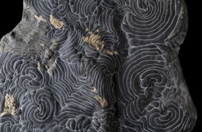 ETH Zürich, focusTerra: Ausstellung in der ETH Zürich: Urzeitliche Lebensspuren zum Anfassen