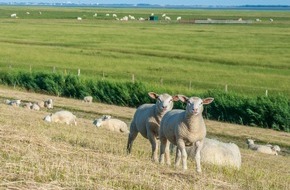 FREIE WÄHLER Niedersachsen: „Scheinlösung“ zum Thema “Umgang mit dem Wolf“?