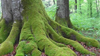 ForestFinance: Urwüchsigen Wald in Deutschland bewahren: WildeBuche bei ForestFinance wieder verfügbar
