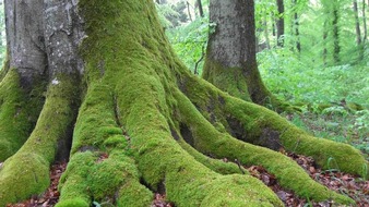 ForestFinance: Urwüchsigen Wald in Deutschland bewahren: WildeBuche bei ForestFinance wieder verfügbar