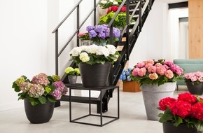 Blumenbüro: Farbvielfalt mit der Hortensie: Die Wohlfühlgarantie im Frühling / Für ein buntes Zuhause