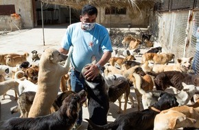 VIER PFOTEN - Stiftung für Tierschutz: QUATRE PATTES distribue dix tonnes de nourriture aux animaux affamés au Liban – malgré le Covid-19