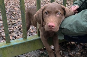 Feuerwehr Herdecke: FW-EN: Feuerwehr befreit Hundewelpen aus einem Metalltor