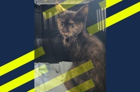 Polizei Duisburg: POL-DU: Obermarxloh: Babykatze aus Radkasten gerettet