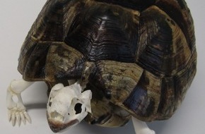 Hauptzollamt Augsburg: HZA-A: Geschützte Schildkröte als "home deco" angemeldet Zoll beschlagnahmt Paket aus der Schweiz
