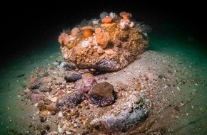 Bund für Umwelt und Naturschutz Deutschland e.V. (BUND): ++ Grundschleppnetze zerstören Hälfte der deutschen Meeresschutzgebiete  – BUND: Fischereidaten belegen fehlenden Schutz ++