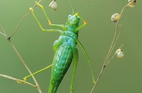 Naturmuseum St. Gallen: Krabbler – unheimlich faszinierend: neu im Naturmuseum St.Gallen