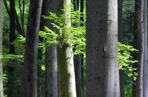 Bergwaldprojekt e.V.: Waldbegehung für ein starkes Waldgesetz - Bergwaldprojekt e.V. und MdB Niklas Wagener (Bündnis 90/ DIE GRÜNEN) im Informationsaustausch im Stadtwald von Rothenfels