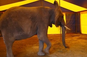 Aktionsbündnis "Tiere gehören zum Circus": Aktionsbündnis "Tiere gehören zum Circus": Tragischer Unfall darf nicht als Argument für Wildtierverbot missbraucht werden