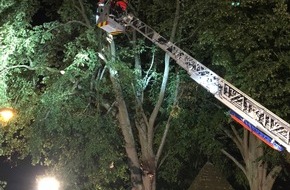 Freiwillige Feuerwehr Lügde: FW Lügde: Ölspur und ein Baum beschäftigen Feuerwehr