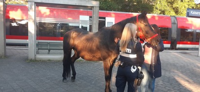 Polizeipräsidium Westpfalz: POL-PPWP: Entlaufenes Pferd im Bereich der Gartenschau eingefangen