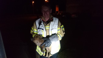 Freiwillige Feuerwehr Menden: FW Menden: Tierrettung: Wildschweine in der Hönne