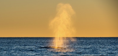 OceanCare: Warum musste der Buckelwal sterben? M&ouml;gliche Antworten nennt der OceanCare-Jahresbericht.
