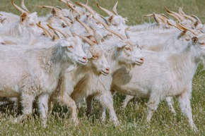 Unabhängige Auditoren attestieren The Good Cashmere Standard hohe Wirksamkeit in puncto Tierwohl und Nachhaltigkeit