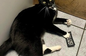 Bundespolizeiinspektion Kiel: BPOL-KI: Katze dank GPS wieder beim Besitzer