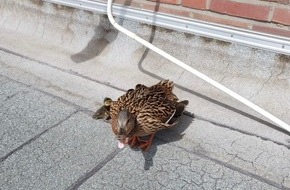 Freiwillige Feuerwehr Lehrte: FW Lehrte: Tierische Hausbesetzer sorgen f&uuml;r Feuerwehreinsatz