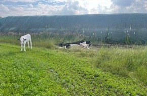 Polizeiinspektion Nienburg / Schaumburg: POL-NI: Stöckse - Straftat nach dem Tierschutzgesetz