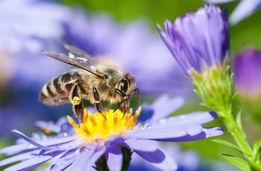 toom Baumarkt GmbH: toom: Neue Flughöhe beim Bienenschutz / Ab sofort erhalten Kunden bei toom nur noch Zierpflanzen, die ohne besonders bienengefährliche Pestizide* (Neonicotinoide) produziert wurden