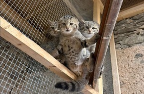 Wildtierschutz Deutschland e.V.: Wildtiere in Not: Umfassende Datenbank für Hilfesuchende
