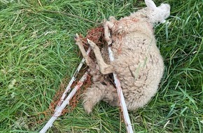 Kreispolizeibehörde Märkischer Kreis: POL-MK: Tierischer Notfall