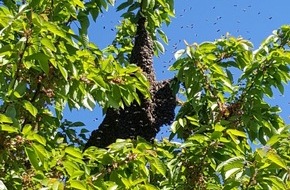 Polizeiinspektion Nienburg / Schaumburg: POL-NI: Bienenvolk lässt sich in Wohnsiedlung nieder