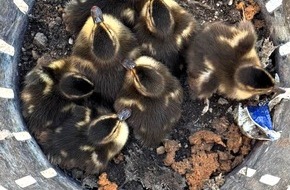 Feuerwehr Offenburg: FW-OG: Ente gut, alles gut!