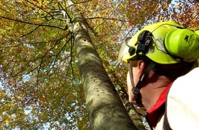 ZDF: "ZDF.reportage" über den Wald zwischen Mythos und Motorsäge (FOTO)