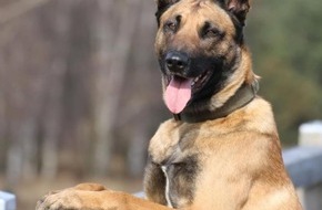 Polizei Duisburg: POL-DU: Marxloh: Rauschgiftspürhund findet Drogen im Pkw