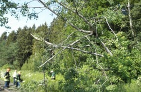 Bundespolizeiinspektion Konstanz: BPOLI-KN: Zug rammt Äste eines umgefallenen Baumes