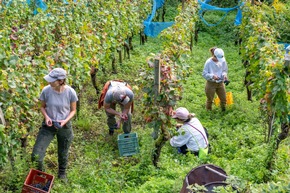 Presse-Feature: Erntedank im Weinberg