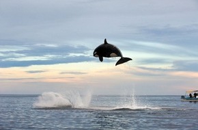 Whale & Dolphin Conservation gGmbH: Free Willy-Mythos: Kann man Wale und Delfine auswildern?