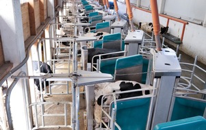 GEA Group Aktiengesellschaft: Feste Melkzeiten, klare Abläufe: Batch Milking mit der GEA DairyRobot R9600 Reihe