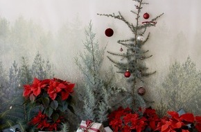 Stars for Europe GbR: Oh Sternenbaum, wie bunt sind deine Blätter! Neue Christbaumideen mit Weihnachtssternen