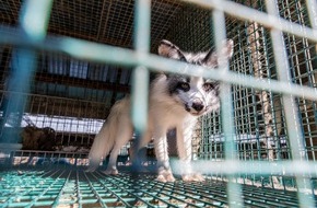 VIER PFOTEN - Stiftung für Tierschutz: Une avancée historique avec un potentiel d’amélioration: la Suisse interdit l’importation de fourrures provenant d’animaux ayant subi de mauvais traitements