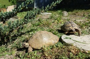 Zürcher Tierschutz: Schildkröten: zuhauf verhökert und entsorgt