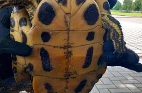 Polizeiinspektion Hameln-Pyrmont/Holzminden: POL-HM: Eigentümer einer Fundschildkröte gesucht