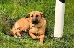 Polizeidirektion Ratzeburg: POL-RZ: Hund ausgesetzt - Zeugen gesucht