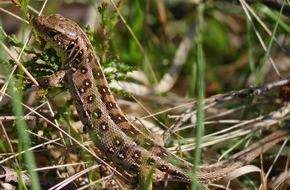 Deutsche Bundesstiftung Umwelt (DBU): DBU Naturerbe: Stiftungstochter schützt Reptil des Jahres 2020 auf DBU-Naturerbefläche Lauterberg