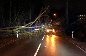 Polizei Bielefeld: POL-BI: Umgestürzter Baum wird Autofahrer fast zum Verhängnis