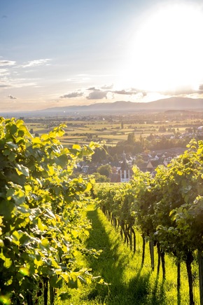 Presse-Feature: Erntedank im Weinberg