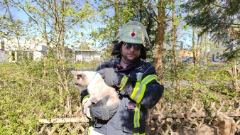 Freiwillige Feuerwehr Celle: FW Celle: Katze eingeklemmt - Celler Feuerwehr befreit Katze aus misslicher Lage!