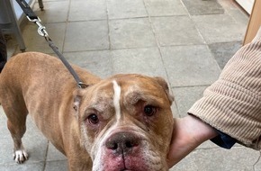 Landespolizeiinspektion Gera: LPI-G: Hund bei Minusgraden ausgesetzt