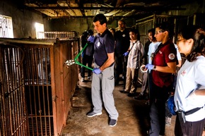 Vietnam: Gerettete Bärin kann ohne Vorderpfoten laufen