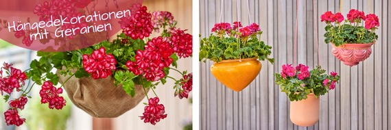 Pelargonium for Europe: Dauerblüher im Höhenflug: Ideen für stilvolle Hängedekorationen mit Geranien