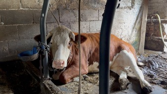 Animal Rights Watch e.V.: Der Joghurt mit der Kette: Anbindehaltung bei Müller aufgedeckt