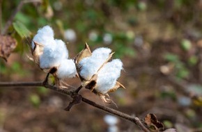 Aid by Trade Foundation: Regenerative Cotton Standard®: Impressive Results Following First Harvest in India
